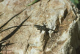 Western fence lizard