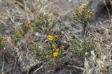 Yellow flowers