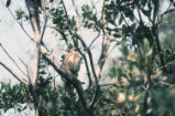 Cooper's hawk