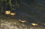 Mallard chicks