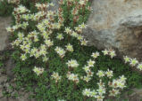 Tolmie's saxifrage