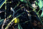 Missouri gourd fruit