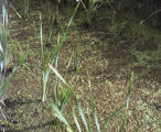 Cattail and duckweed