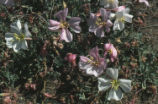 Tufted evening primrose