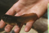 North American bullfrog tadpole