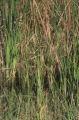 Chairmaker's bulrush