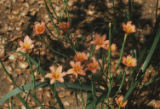 Orange flowers