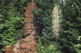 Port Orford cedar