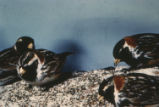 Lapland longspur