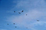 Turkey vultures