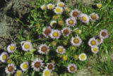 Seaside fleabane