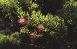 Monterey cypress