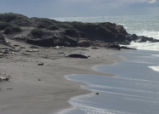 California sea lions