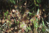 Roundleaf sundew