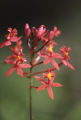 Star orchid