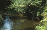 Northern river otter