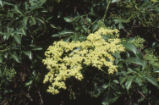 Catalina ironwood flowers