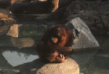 Bornean orangutan