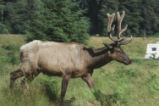 Elk