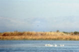American white pelican
