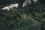 Feathery false lily of the valley and common ladyfern