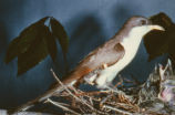Yellow-billed cuckoo