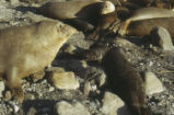 Northern elephant seal