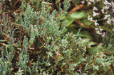 Seaheath, pickleweed, and sea lavender