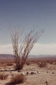 Ocotillo