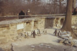 Humboldt penguins