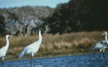 Whooping crane