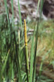Broadleaf cattail