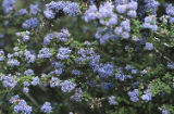 Ceanothus