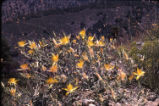 Smoothstem blazingstar