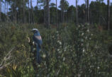 Florida scrub jay