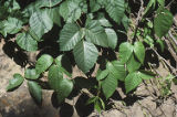 Eastern poison ivy