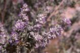 Desert lavender