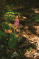 Moccasin flower