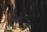 Giant sequoia and deer