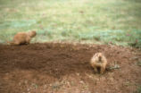 Prairie dogs