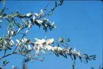 Arroyo willow