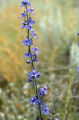 San Bernadino larkspur