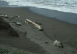 Elephant seals