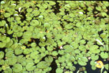 American white waterlily