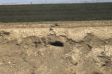 Burrowing owl