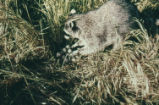 Northern raccoon and ripgut brome