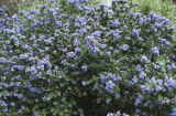 Ceanothus