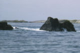 Northern elephant seal