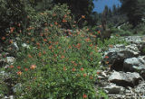 Western columbine