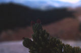 Great Basin bristlecone pine